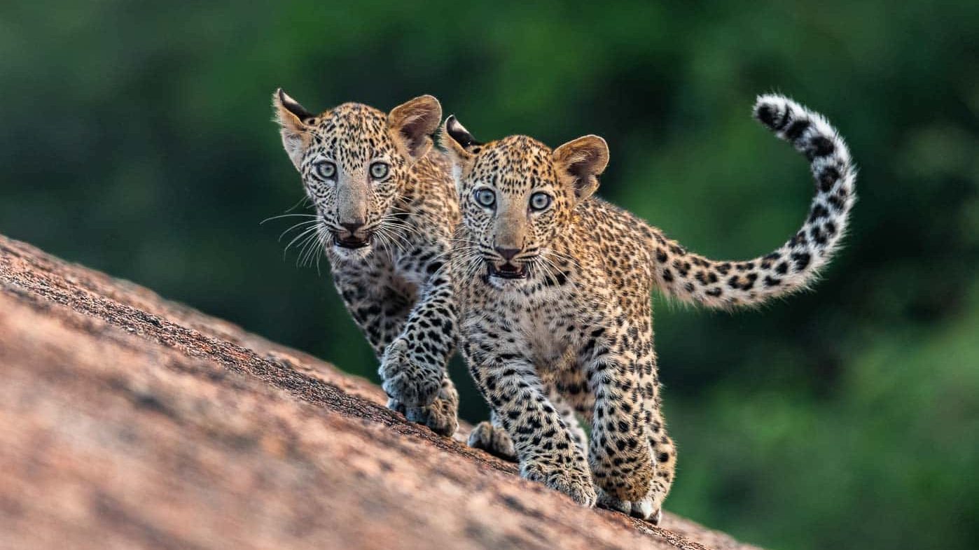 Leopards Of Jawai - Premal Patel